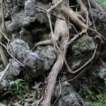 Potatura Olivo Bonsai Scopri i segreti della potatura olivo bonsai per una crescita rigogliosa e sana