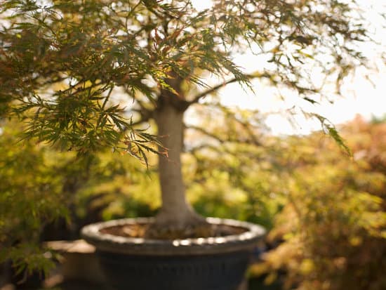 Scopri il significato profondo del bonsai: simbolo di pace e armonia in miniatura