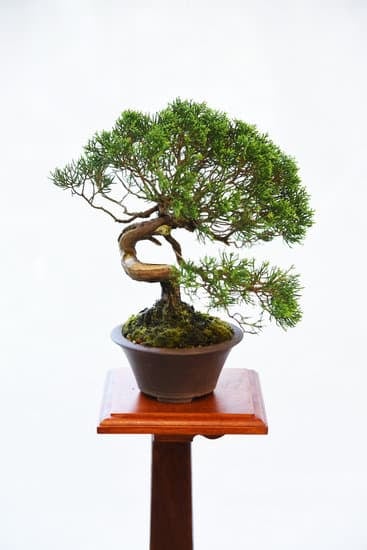 Scopri come coltivare e curare la tua pianta bonsai con i nostri consigli esperti