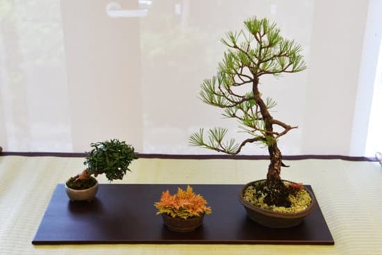 Come E Quando Potare I Bonsai 1 Scopri come e quando potare i bonsai per mantenerne la forma e la salute