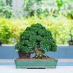Prezzo Bonsai Scopri i migliori prezzi bonsai online e risparmia con le nostre offerte speciali