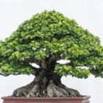 Quando Un Bonsai Imbrunisce I Rami Come curare il bonsai quando i rami diventano scuri