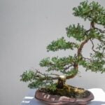 Come Si Pota Un Bonsai Ficus Ginseng Guida pratica su come si pota un bonsai ficus ginseng