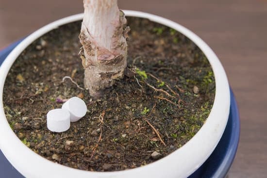 Bonsai Cigliegio 1 Bonsai ciliegio: cura e manutenzione per un bellissimo esemplare