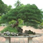 Regalare Un Bonsai Frasi Ecco un suggerimento: Regalare un bonsai: una promessa di bellezza e serenità per sempre