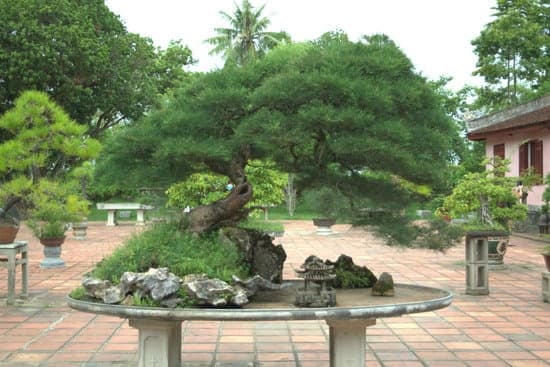 Regalare Un Bonsai Frasi 1 Ecco un suggerimento: Regalare un bonsai: una promessa di bellezza e serenità per sempre