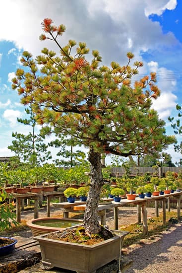 Bonsai Da Giardino Prezzi 1 Prezzi convenienti per i bonsai da giardino di alta qualità