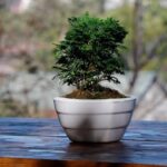 Scopri quando seminare bonsai per una crescita ottimale e duratura