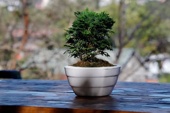 Quando Seminare Bonsai 1 Scopri quando seminare bonsai per una crescita ottimale e duratura