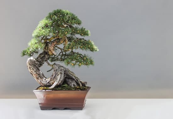 Guida pratica su come fare un bonsai di avocado