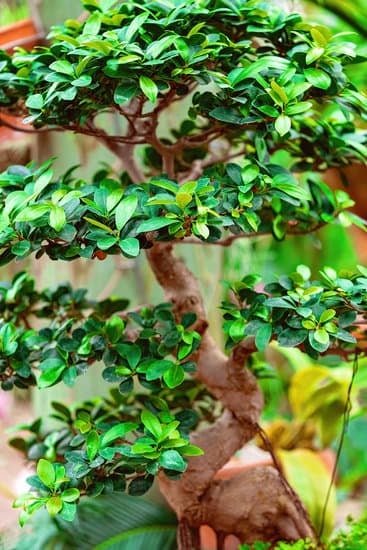 Scopri come annaffiare i bonsai correttamente con i nostri consigli specialistici