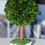 Come Fare Un Bonsai Di Cycas Guida passo-passo su come fare un bonsai di Cycas, con consigli pratici per ottenere risultati eccezionali