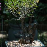 Scopri quando piantare semi di bonsai per una crescita sana e duratura