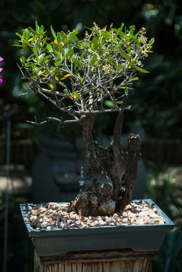 Scopri quando piantare semi di bonsai per una crescita sana e duratura