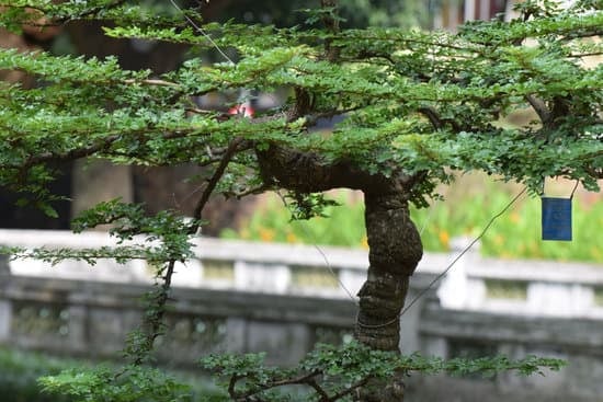 Scopri dove tenere i bonsai: guida pratica per l'ambientazione ideale