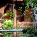 Scopri quale bonsai richiede meno cure e attenzioni