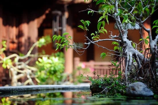 Scopri quale bonsai richiede meno cure e attenzioni