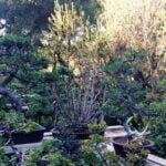 Come Far Riprendere Un Ficus Benjamin Bonsai Come far riprendere un ficus Benjamin bonsai: consigli e tecniche per la ripresa della pianta
