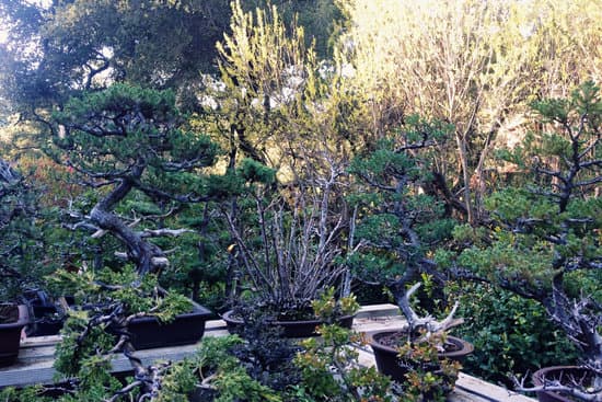 Come Far Riprendere Un Ficus Benjamin Bonsai 1 Come far riprendere un ficus Benjamin bonsai: consigli e tecniche per la ripresa della pianta