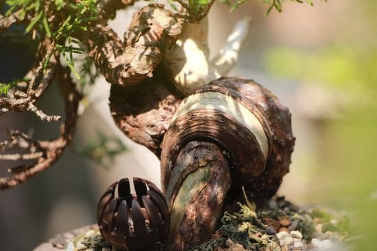 Segui una guida dettagliata su COME SI FA A CREARE UN BONSAI DI PHICARANTA