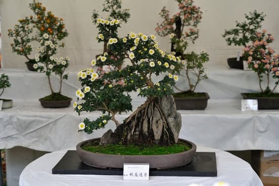 Quante Volte Si Annaffiano I Bonsai 1 Scopri quante volte si annaffiano i bonsai con questi consigli esperti