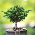 Perché Cadono Le Foglie Al Mio Bonsai Scopri i motivi per cui le foglie cadono dal tuo bonsai: PERCHÉ CADONO LE FOGLIE AL MIO BONSAI