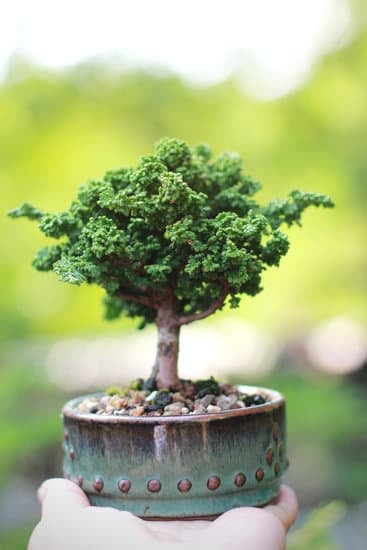 Perché Cadono Le Foglie Al Mio Bonsai 1 Scopri i motivi per cui le foglie cadono dal tuo bonsai: PERCHÉ CADONO LE FOGLIE AL MIO BONSAI