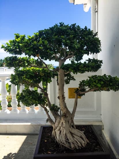 Akadama Per Bonsai 13 Scopri i segreti dell'akadama per bonsai: guida completa alla sua utilizzo e cura