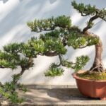 Scopri gli attrezzi per bonsai essenziali per la cura e la manutenzione delle tue piante