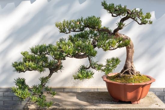 Scopri gli attrezzi per bonsai essenziali per la cura e la manutenzione delle tue piante