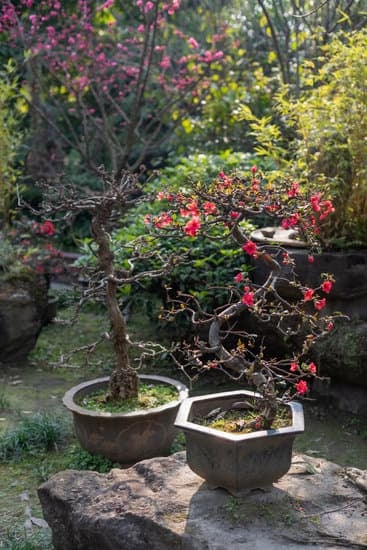 Scopri come bagnare bonsai per una crescita sana e rigogliosa