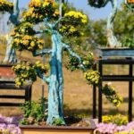 Come Creare Bonsai Olivo Guida dettagliata su come creare bonsai olivo per principianti