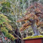 Bonsai Bosso Acquista Bonsai Bosso: guida completa per la cura e la manutenzione