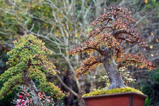 Acquista Bonsai Bosso: guida completa per la cura e la manutenzione