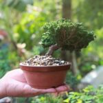 Bonsai acero giapponese: bellezza e tradizione in miniatura