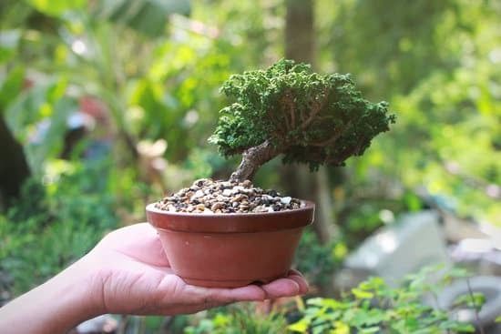 Bonsai Acero Giapponese 1 Bonsai acero giapponese: bellezza e tradizione in miniatura