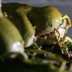 Bonsai Frutta Scopri i segreti del Bonsai Frutta: guida completa alla cura e alla coltivazione