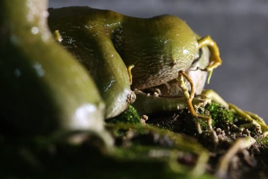 Scopri i segreti del Bonsai Frutta: guida completa alla cura e alla coltivazione