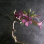 Guida dettagliata su come annaffiare il bonsai ginseng