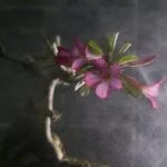 Come Annaffiare Il Bonsai Ginseng Guida dettagliata su come annaffiare il bonsai ginseng
