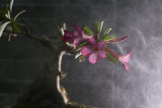 Guida dettagliata su come annaffiare il bonsai ginseng