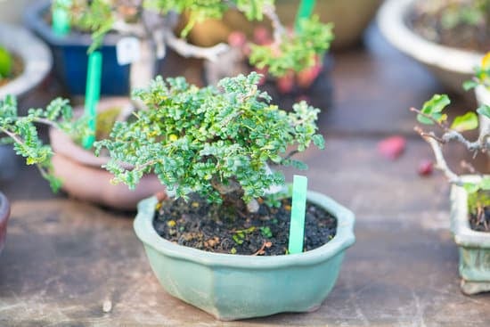 Bonsai Artificiale 1 Decorazione realistica: Bonsai artificiale per un tocco naturale senza manutenzione