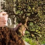 Come Potare Bonsai Ficus Microcarpa Ginseng Scopri come potare correttamente il bonsai Ficus Microcarpa Ginseng per favorire la salute e la bellezza della pianta