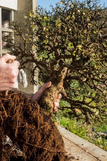 Come Potare Bonsai Ficus Microcarpa Ginseng 1 Scopri come potare correttamente il bonsai Ficus Microcarpa Ginseng per favorire la salute e la bellezza della pianta