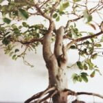 Bonsai Olmo Cinese Coltiva il tuo Bonsai Olmo Cinese con cura e passione per creare un pezzo unico da ammirare