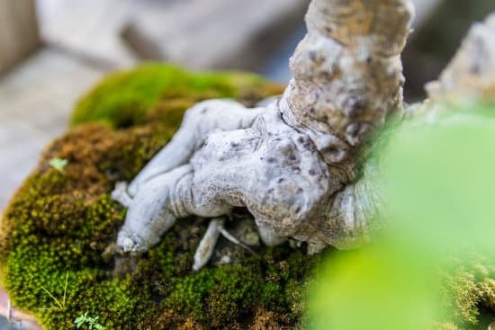 Come Coltivare Un Bonsai Di Biancospino 1 Guida pratica su come coltivare un bonsai di biancospino