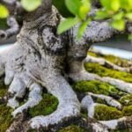 Bonsai Pino Nero Coltiva il tuo Bonsai Pino Nero con cura e passione per uno spettacolo di eleganza naturale