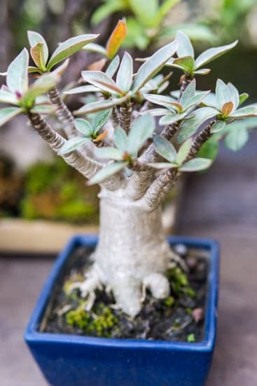 Come Fare Un Bonsai Da Un Orchidea 1 Guida: Come trasformare un'orchidea in un bonsai - passo dopo passo