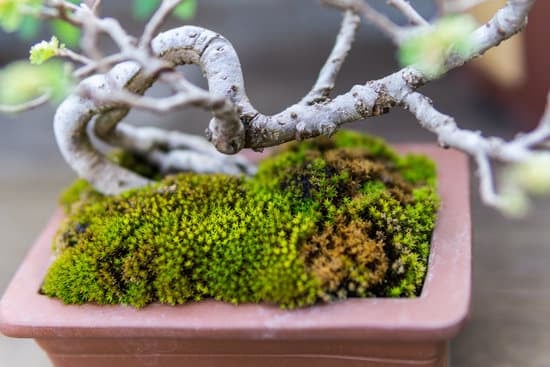 Come Rinvasare Un Bonsai 1 Guida pratica su come rinvasare un bonsai: consigli, tecniche e passaggi fondamentali