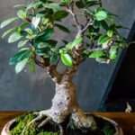 Il Bonsai B&B Roma Il Bonsai B&B Roma: un'oasi accogliente nel cuore della città eterna